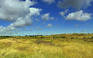 green grass field under blue sky